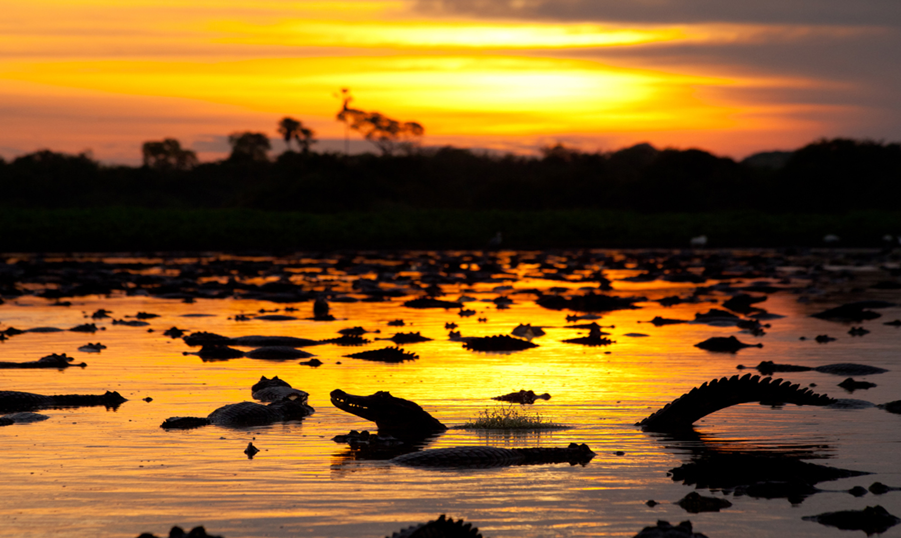 El Pantanal, Brasil