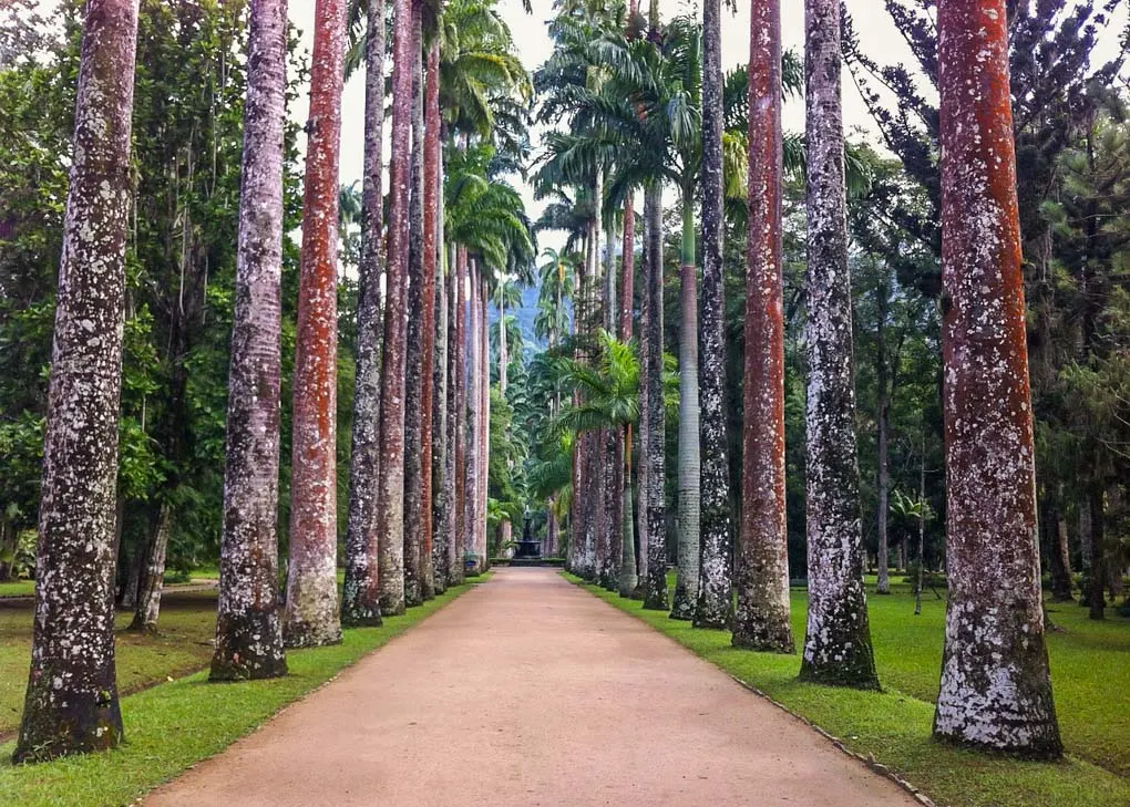 Jardín Botánico en Río de Janeiro, Brasil